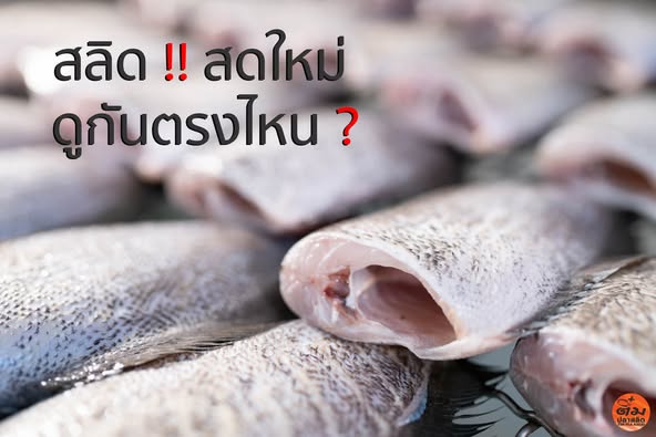 สลิด !! สดใหม่ ดูกันตรงไหน